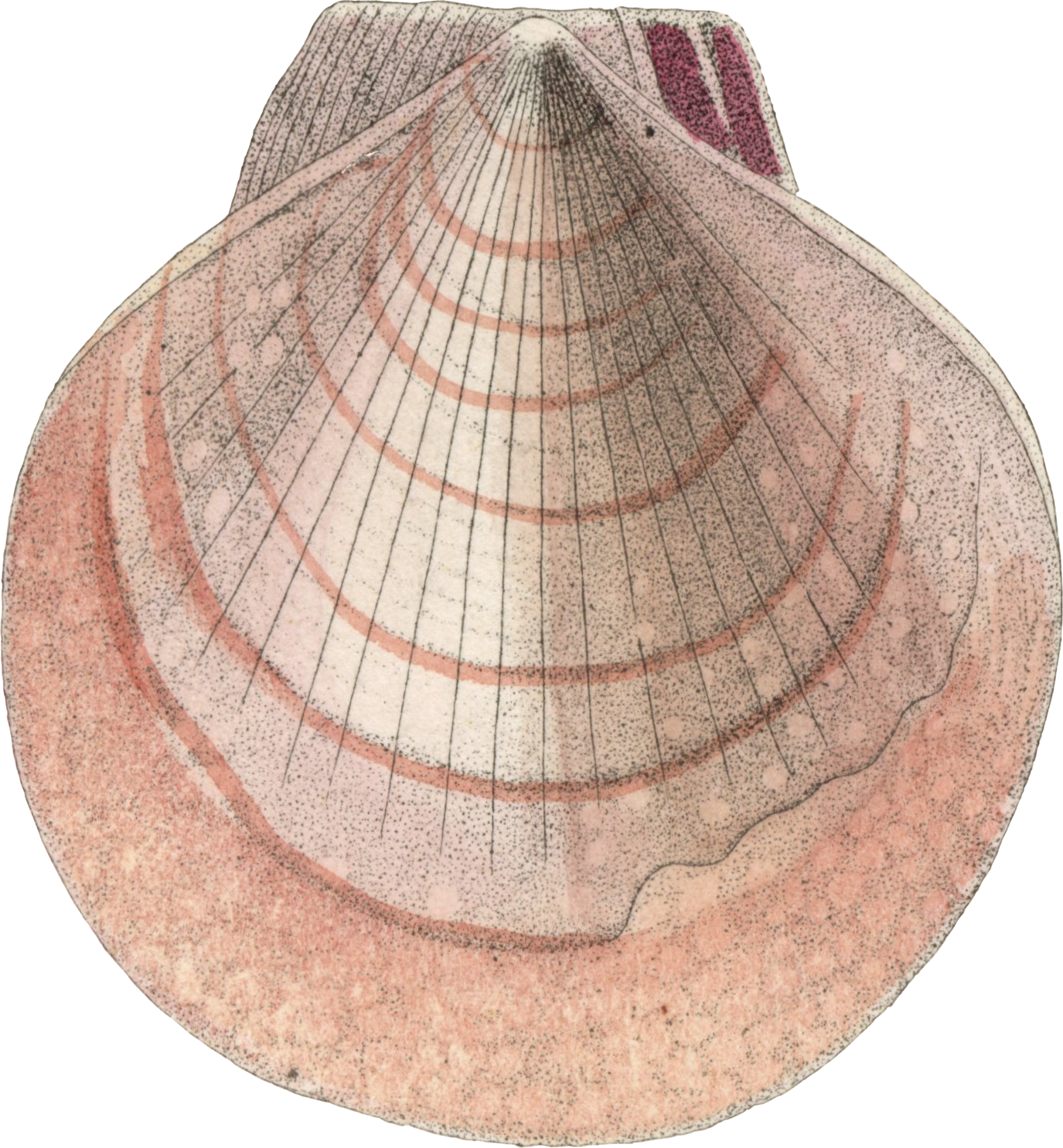 Marbled Envelope Set with Gardena Seal